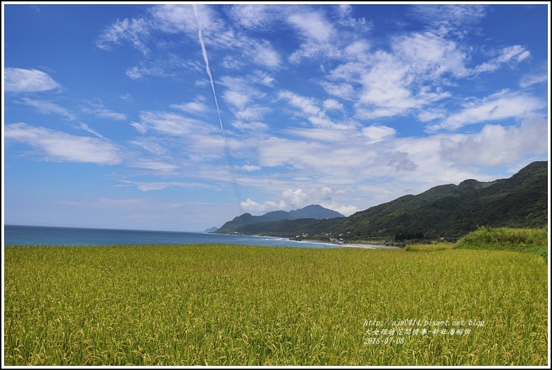 新社海稻田-2018-07-27.jpg