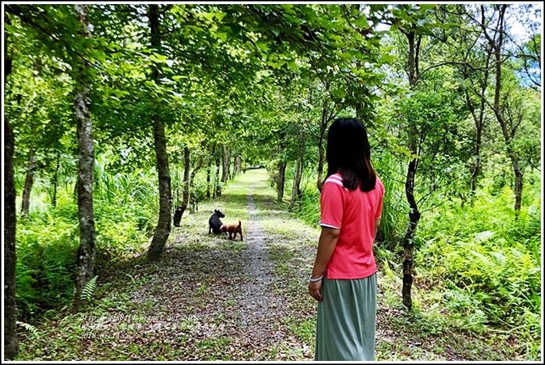 大農大富平地林林南環-2018-07-04.jpg