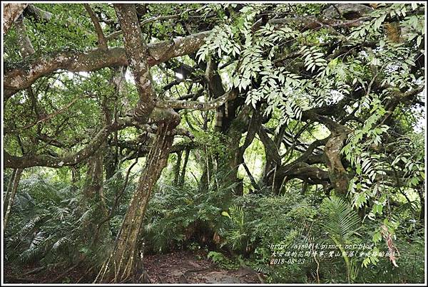 鸞山部落(會走路的樹)-2018-08-24.jpg