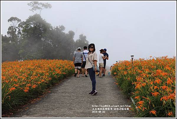 赤柯山金針花-2018-08-20.jpg