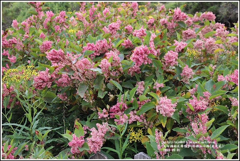 合歡山(虎仗花)-2018-08-13.jpg