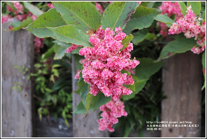 合歡山(虎仗花)-2018-08-16.jpg