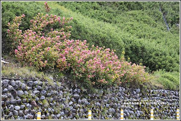 合歡山(虎仗花)-2018-08-18.jpg