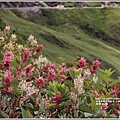 合歡山(虎仗花)-2018-08-21.jpg