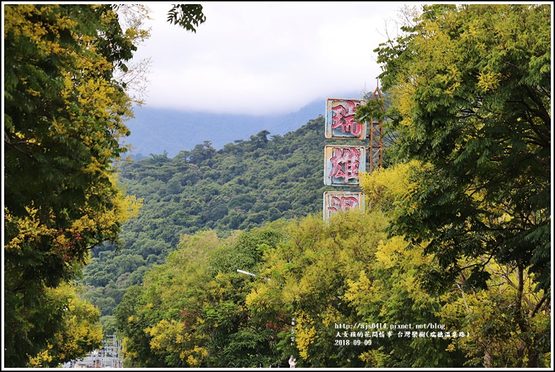 台灣欒樹(瑞穗溫泉路)-2018-09-10.jpg