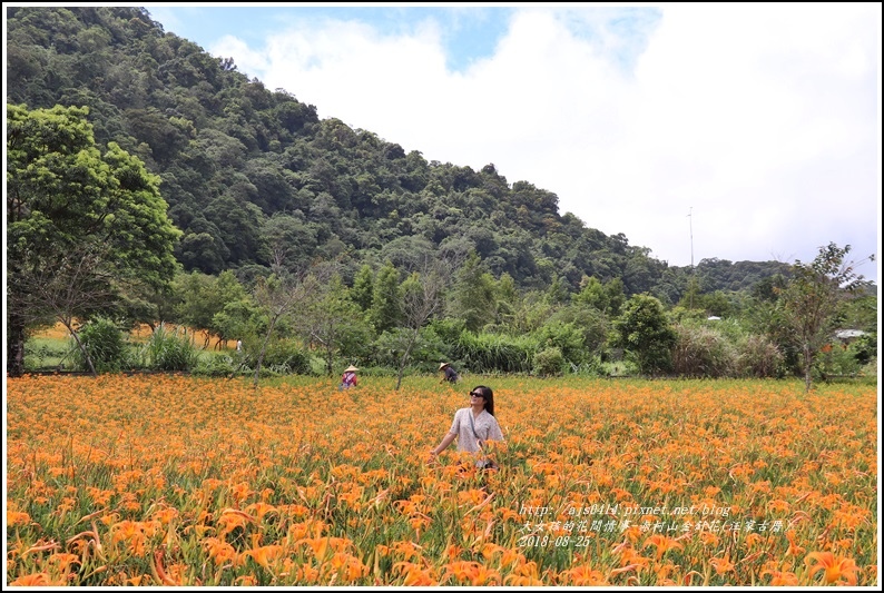 赤柯山金針花(汪家古厝)-2018-08-06.jpg