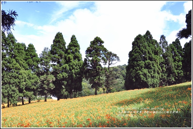 赤柯山金針花(小瑞士農場)-2018-08-07.jpg