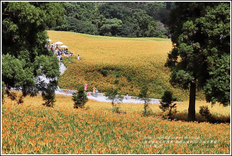 赤柯山金針花(小瑞士農場)-2018-08-09.jpg