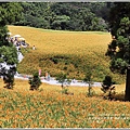 赤柯山金針花(小瑞士農場)-2018-08-09.jpg