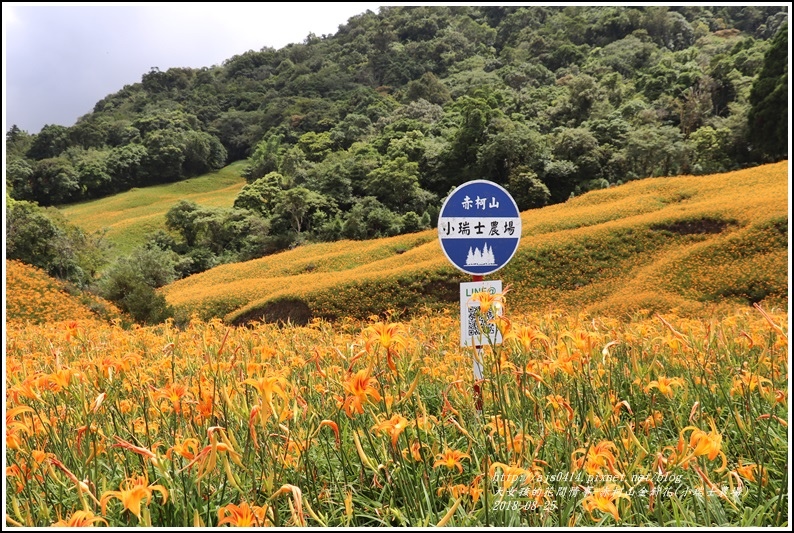 赤柯山金針花(小瑞士農場)-2018-08-23.jpg