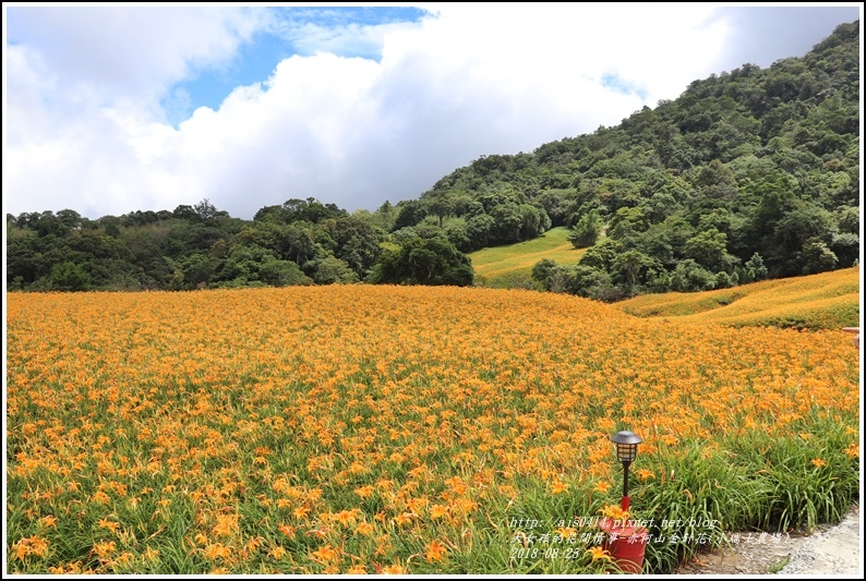 赤柯山金針花(小瑞士農場)-2018-08-24.jpg