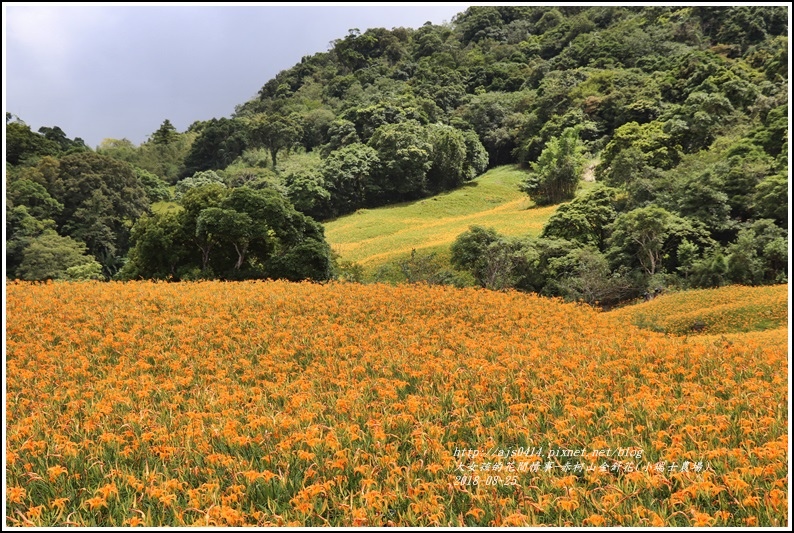 赤柯山金針花(小瑞士農場)-2018-08-25.jpg