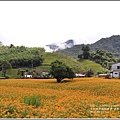 赤柯山金針花-2018-08-63.jpg