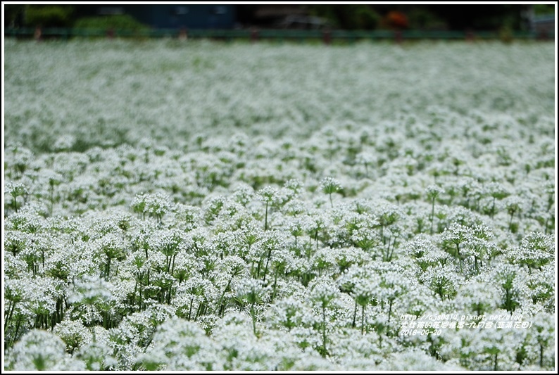 吉安九月雪(韭菜花田)-2018-09-07.jpg