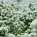 吉安九月雪(韭菜花田)-2018-09-11.jpg