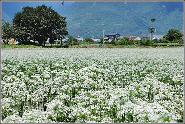 吉安九月雪(韭菜花田)-2018-09-14.jpg