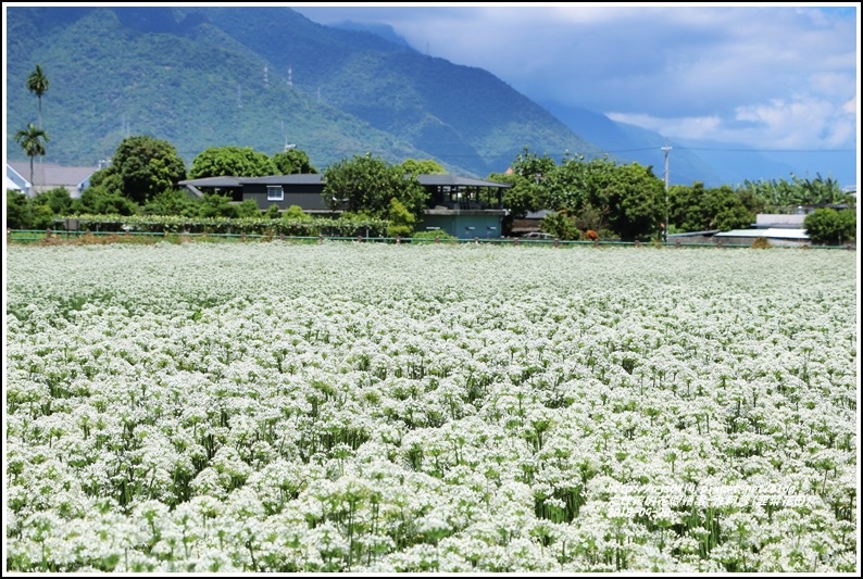 吉安九月雪(韭菜花田)-2018-09-15.jpg