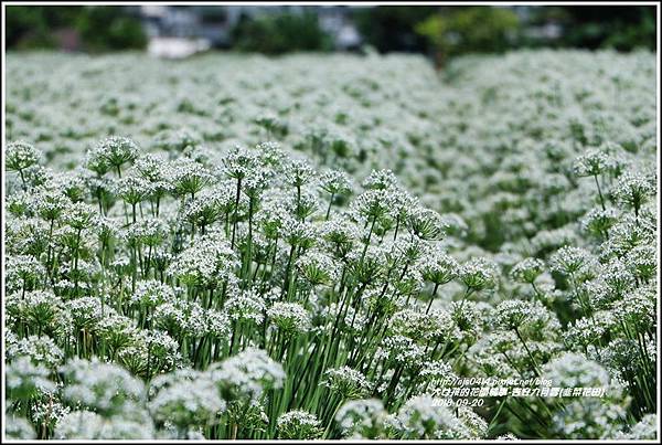 吉安九月雪(韭菜花田)-2018-09-19.jpg