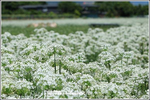 吉安九月雪(韭菜花田)-2018-09-24.jpg