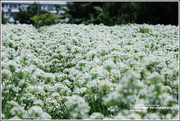 吉安九月雪(韭菜花田)-2018-09-23.jpg