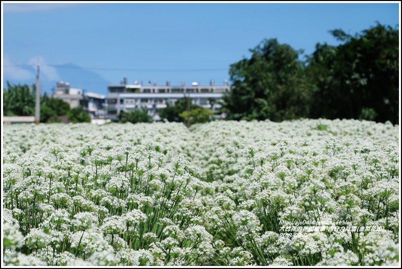 吉安九月雪(韭菜花田)-2018-09-25.jpg