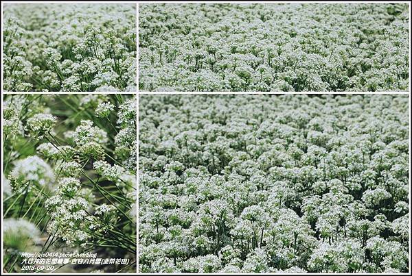 吉安九月雪(韭菜花田)-2018-09-27.jpg