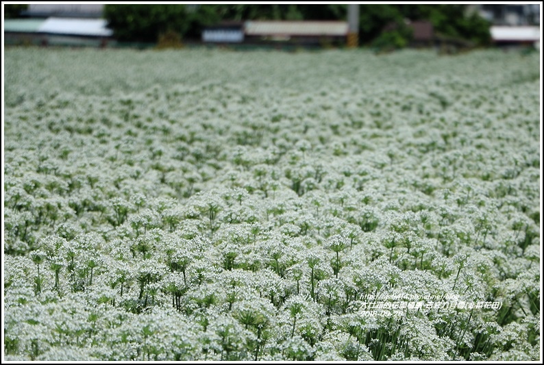 吉安九月雪(韭菜花田)-2018-09-28.jpg