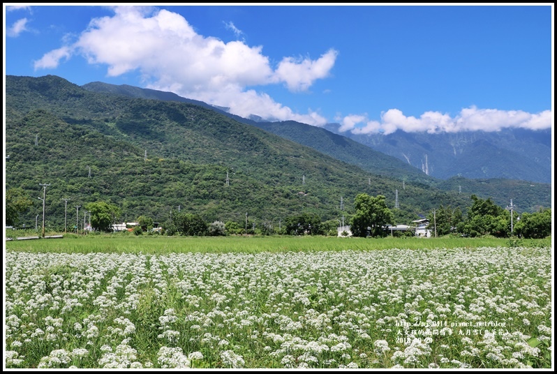 吉安九月雪(韭菜花田)-2018-09-31.jpg