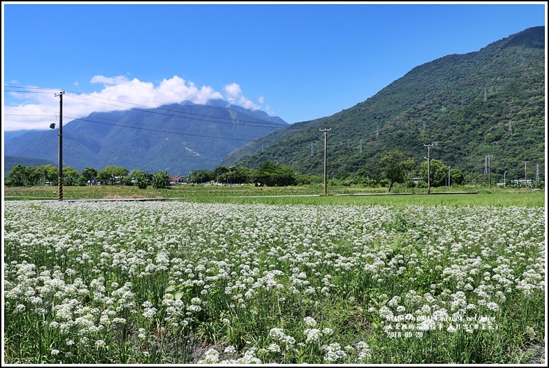 吉安九月雪(韭菜花田)-2018-09-33.jpg