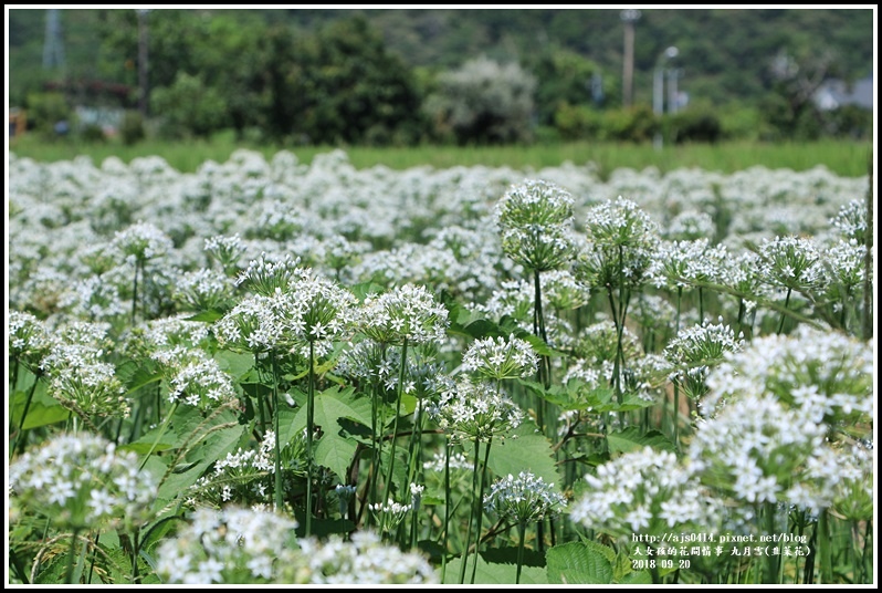 吉安九月雪(韭菜花田)-2018-09-34.jpg