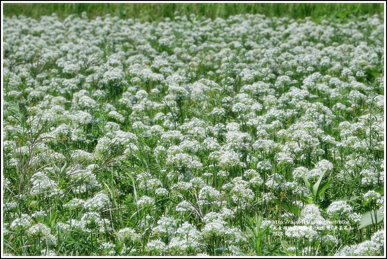 吉安九月雪(韭菜花田)-2018-09-35.jpg