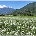 吉安九月雪(韭菜花田)-2018-09-40.jpg