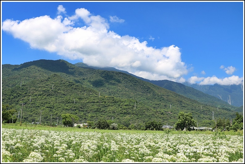 吉安九月雪(韭菜花田)-2018-09-42.jpg