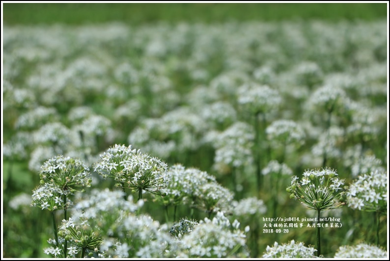 吉安九月雪(韭菜花田)-2018-09-43.jpg