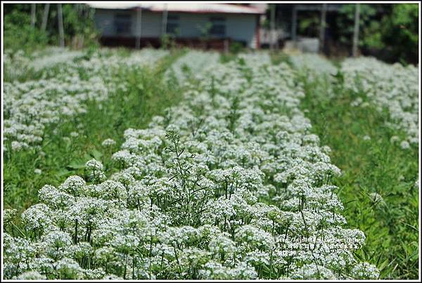 吉安九月雪(韭菜花田)-2018-09-48.jpg