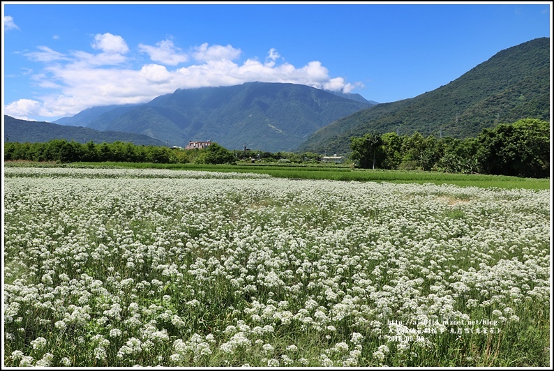 吉安九月雪(韭菜花田)-2018-09-49.jpg