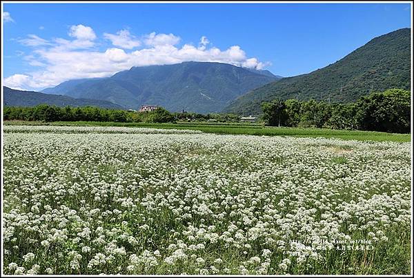 吉安九月雪(韭菜花田)-2018-09-49.jpg