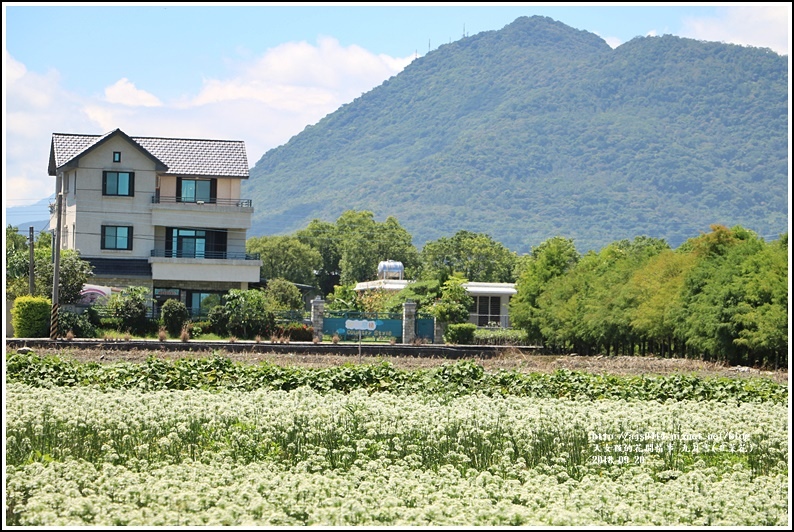 吉安九月雪(韭菜花田)-2018-09-51.jpg