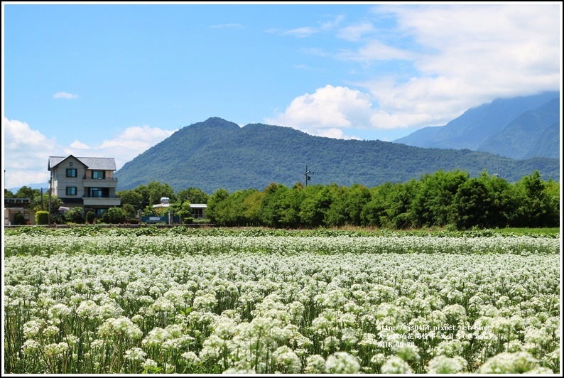 吉安九月雪(韭菜花田)-2018-09-52.jpg