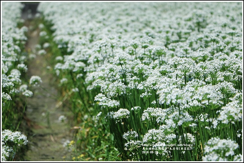 吉安九月雪(韭菜花田)-2018-09-54.jpg