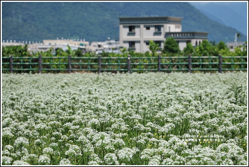 吉安九月雪(韭菜花田)-2018-09-55.jpg