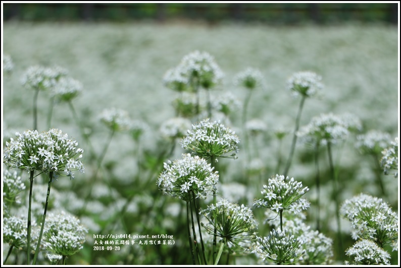 吉安九月雪(韭菜花田)-2018-09-57.jpg