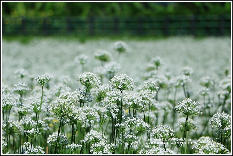 吉安九月雪(韭菜花田)-2018-09-58.jpg