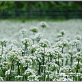 吉安九月雪(韭菜花田)-2018-09-58.jpg