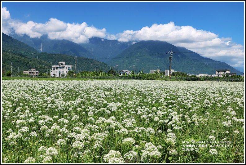 吉安九月雪(韭菜花田)-2018-09-60.jpg