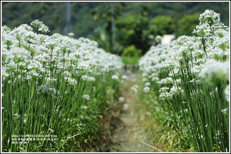 吉安九月雪(韭菜花田)-2018-09-62.jpg