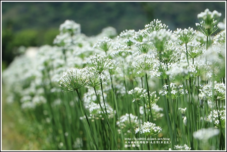 吉安九月雪(韭菜花田)-2018-09-63.jpg