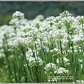 吉安九月雪(韭菜花田)-2018-09-63.jpg