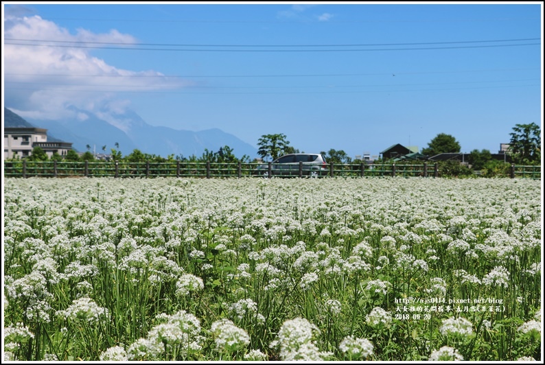 吉安九月雪(韭菜花田)-2018-09-66.jpg