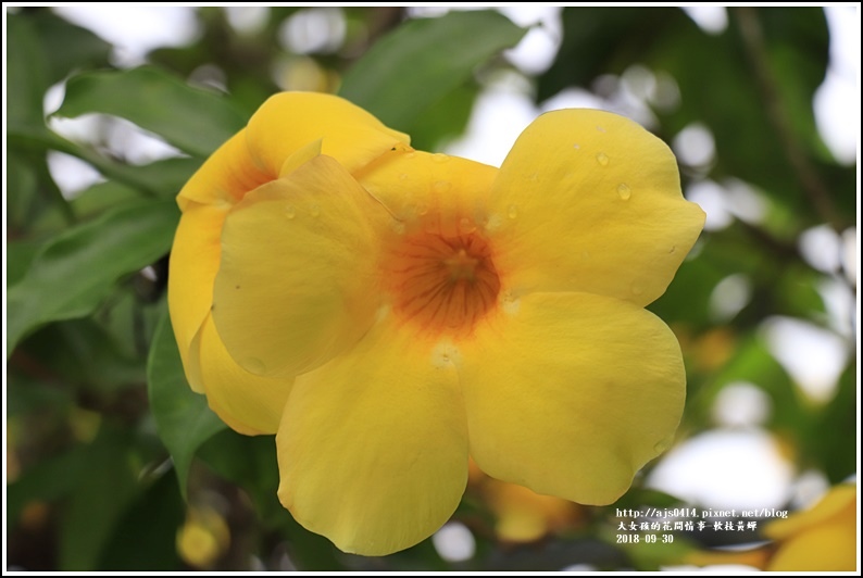 軟枝黃蟬-2018-09-04.jpg 軟枝黃蟬-2018-09-04.jpg